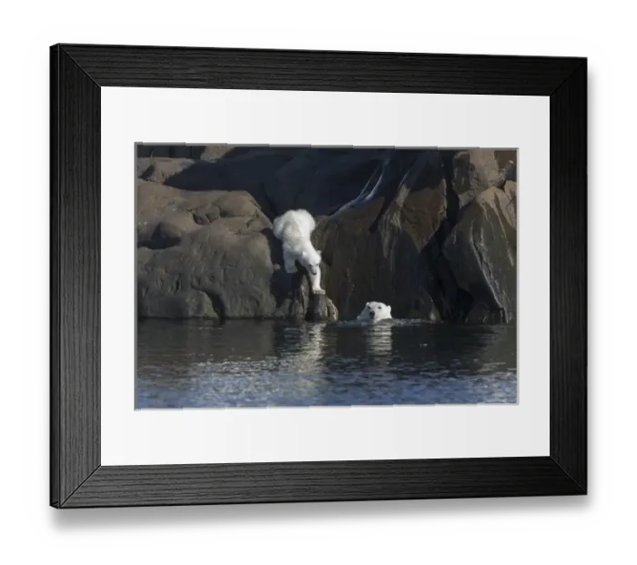 Framed Print : Arctic, Norway, Svalbard, Spitsbergen, polar bear (Ursus maritimus) cub, rocky, swimming