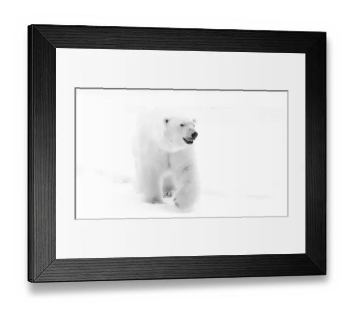 Framed Print : Norway, Arctic Ocean, Svalbard. Walking polar bear. Young / Jaynes Gallery / DanitaDelimont Framed Print : Norway, Arctic Ocean, Svalbard. Walking polar bear. Young / Jaynes Gallery / DanitaDelimont