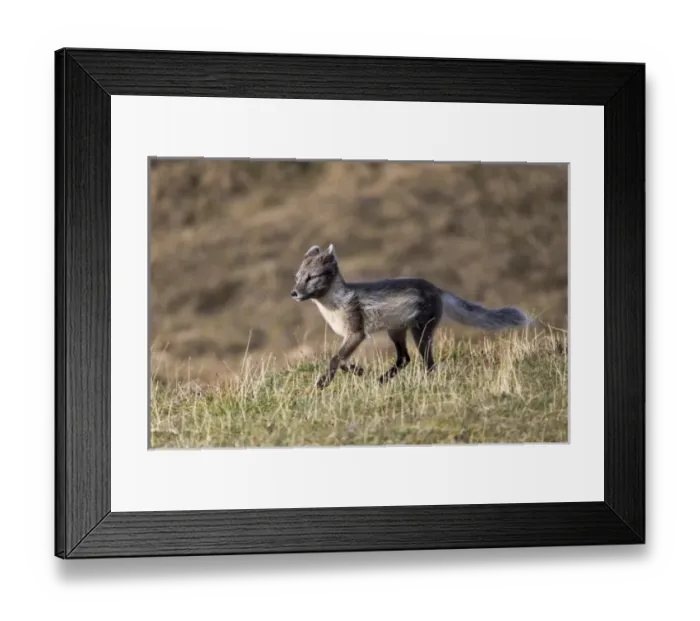 Framed Print : Arctic, Norway, Svalbard, Spitsbergen, Longyearbyen, Arctic fox (Alopex lagopus) Framed Print : Arctic, Norway, Svalbard, Spitsbergen, Longyearbyen, Arctic fox (Alopex lagopus)