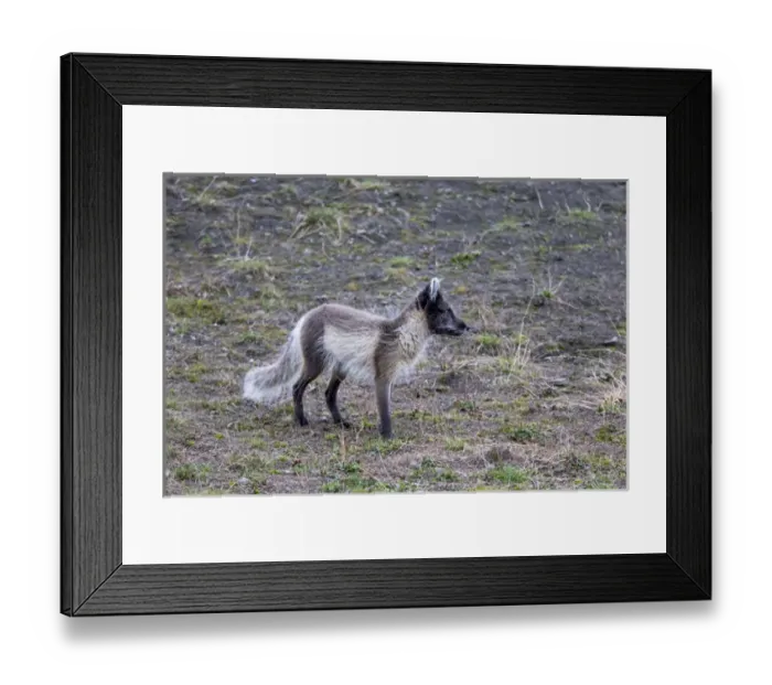 Framed Print : Arctic, Norway, Svalbard, Spitsbergen, Longyearbyen, Arctic fox (Alopex lagopus) Framed Print : Arctic, Norway, Svalbard, Spitsbergen, Longyearbyen, Arctic fox (Alopex lagopus)
