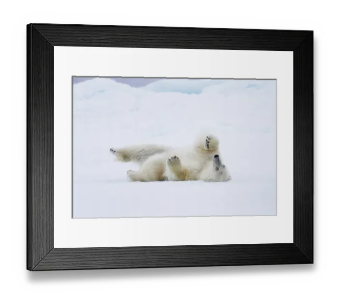 Framed Print : Arctic, Norway, Svalbard, Spitsbergen, pack ice, polar bear (Ursus maritimus) Polar Framed Print : Arctic, Norway, Svalbard, Spitsbergen, pack ice, polar bear (Ursus maritimus) Polar