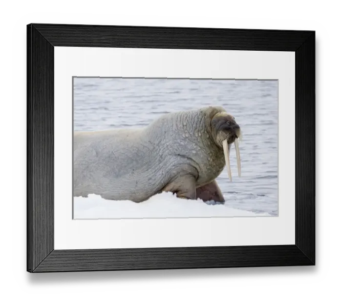 Framed Print : Arctic, Norway, Svalbard, Spitsbergen, pack ice, walrus (Odobenus rosmarus) Walrus Framed Print : Arctic, Norway, Svalbard, Spitsbergen, pack ice, walrus (Odobenus rosmarus) Walrus