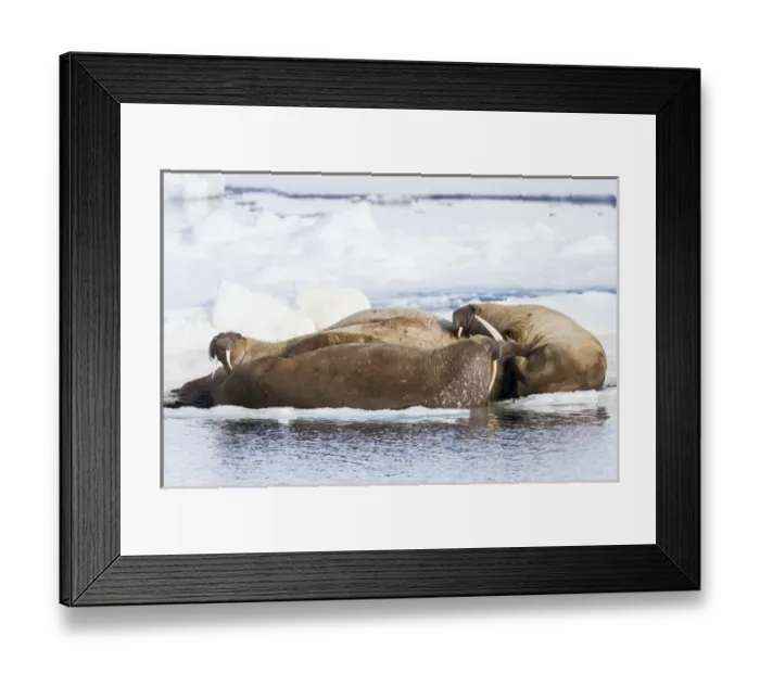 Framed Print : Arctic, Norway, Svalbard, Spitsbergen, pack ice, walrus (Odobenus rosmarus) Walrus