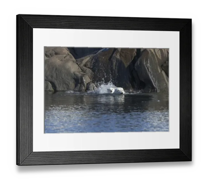 Framed Print : Arctic, Norway, Svalbard, Spitsbergen, polar bear (Ursus maritimus) cub, rocky, swimming Framed Print : Arctic, Norway, Svalbard, Spitsbergen, polar bear (Ursus maritimus) cub, rocky, swimming