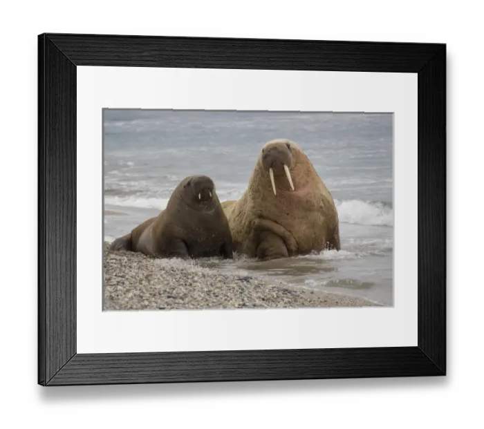 Framed Print : Arctic, Norway, Svalbard, Spitsbergen, walrus (Odobenus rosmarus) Walrus in water Framed Print : Arctic, Norway, Svalbard, Spitsbergen, walrus (Odobenus rosmarus) Walrus in water