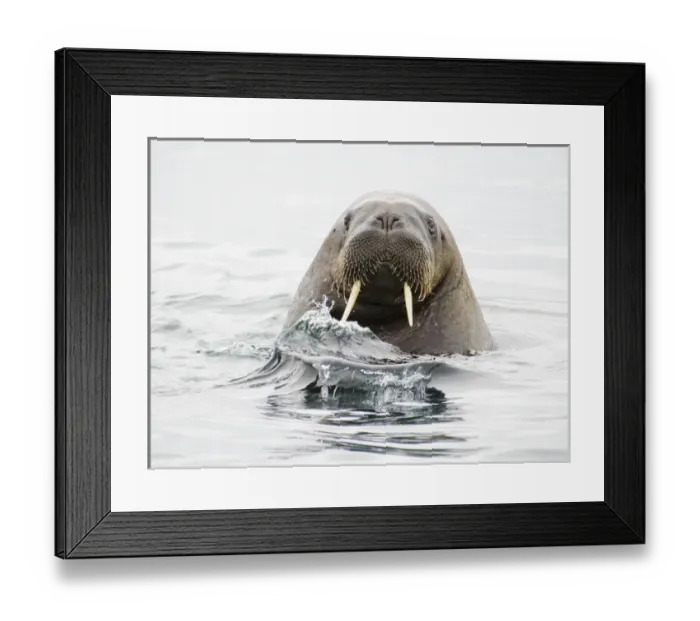 Framed Print : Arctic, Norway, Svalbard, Spitsbergen, walrus (Odobenus rosmarus) Walrus in water Framed Print : Arctic, Norway, Svalbard, Spitsbergen, walrus (Odobenus rosmarus) Walrus in water