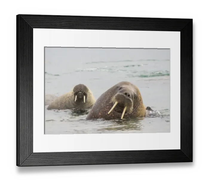 Framed Print : Arctic, Norway, Svalbard, Spitsbergen, walrus (Odobenus rosmarus) Walrus in water Framed Print : Arctic, Norway, Svalbard, Spitsbergen, walrus (Odobenus rosmarus) Walrus in water