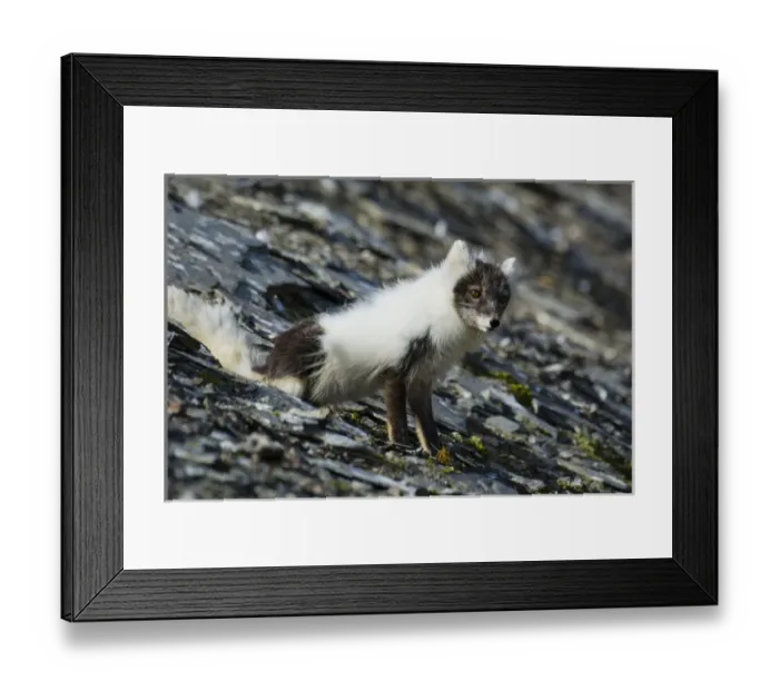 Framed Print : Norway. Svalbard. Barentsoya. Freemansundet Framed Print : Norway. Svalbard. Barentsoya. Freemansundet