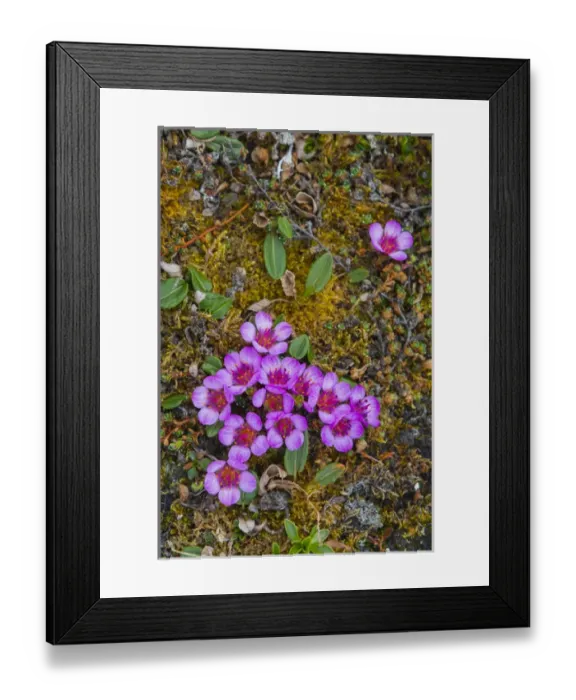 Framed Print : Norway. Svalbard. Bellsund. Varsolbukta. Camp Millar Framed Print : Norway. Svalbard. Bellsund. Varsolbukta. Camp Millar