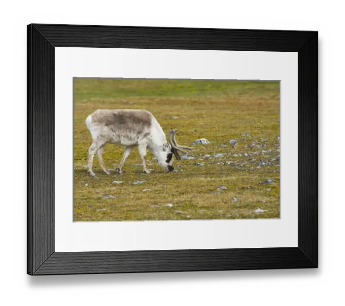 Framed Print : Norway. Svalbard. Bellsund. Varsolbukta. Camp Millar