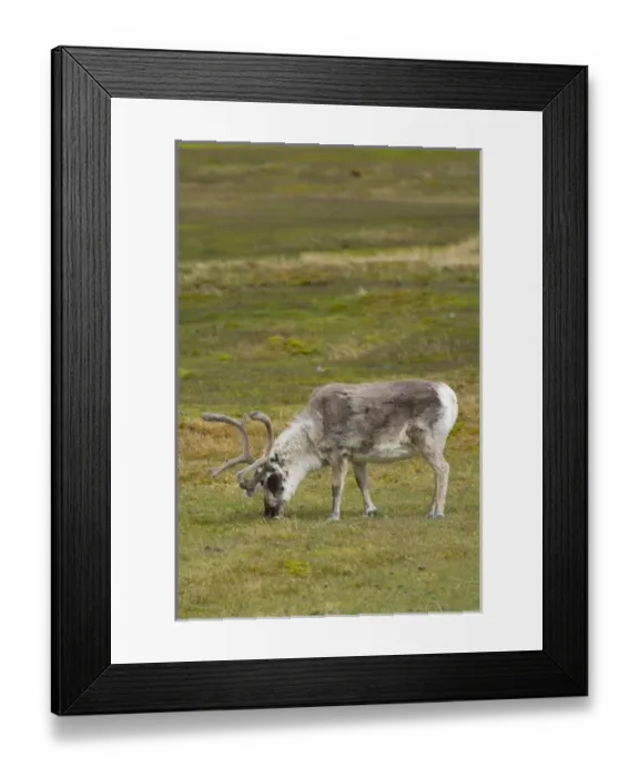 Framed Print : Norway. Svalbard. Bellsund. Varsolbukta. Camp Millar Framed Print : Norway. Svalbard. Bellsund. Varsolbukta. Camp Millar
