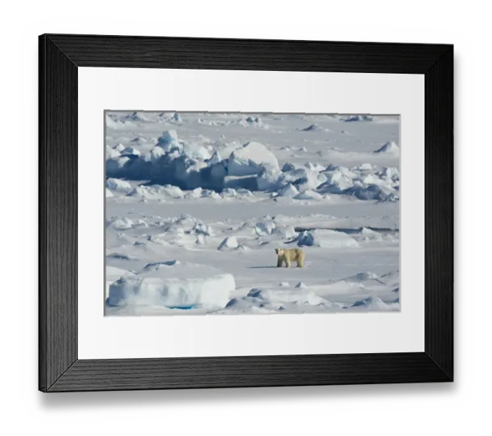 Framed Print : Norway. Svalbard. Hinlopen Strait. Polar bear (Ursus maritimus) walking on the drift ice Framed Print : Norway. Svalbard. Hinlopen Strait. Polar bear (Ursus maritimus) walking on the drift ice