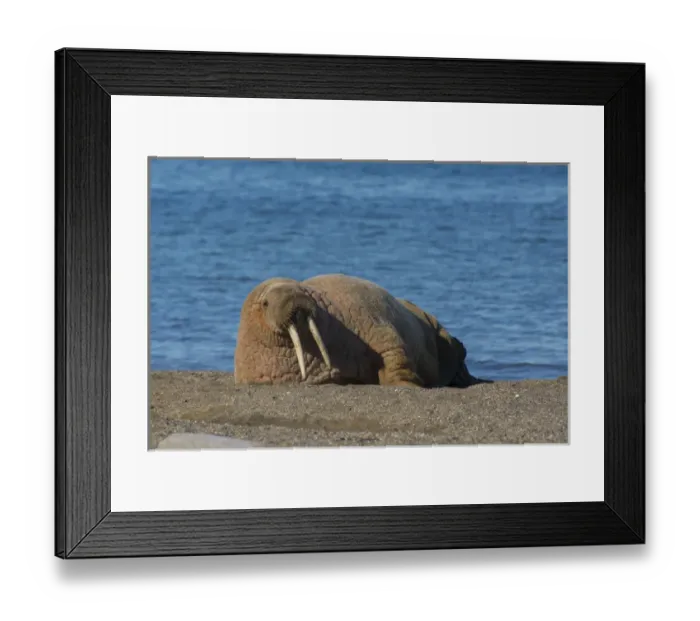 Framed Print : Norway. Svalbard. Edgeoya. Doleritnesset Framed Print : Norway. Svalbard. Edgeoya. Doleritnesset