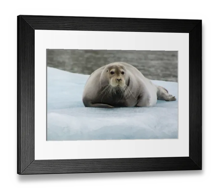 Framed Print : Norway. Svalbard. Krossfjord. 14th of July glacier Framed Print : Norway. Svalbard. Krossfjord. 14th of July glacier