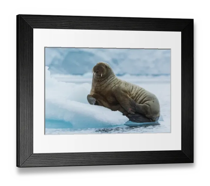 Framed Print : Norway. Svalbard. Nordaustlandet Island. Brasvelbreen Framed Print : Norway. Svalbard. Nordaustlandet Island. Brasvelbreen
