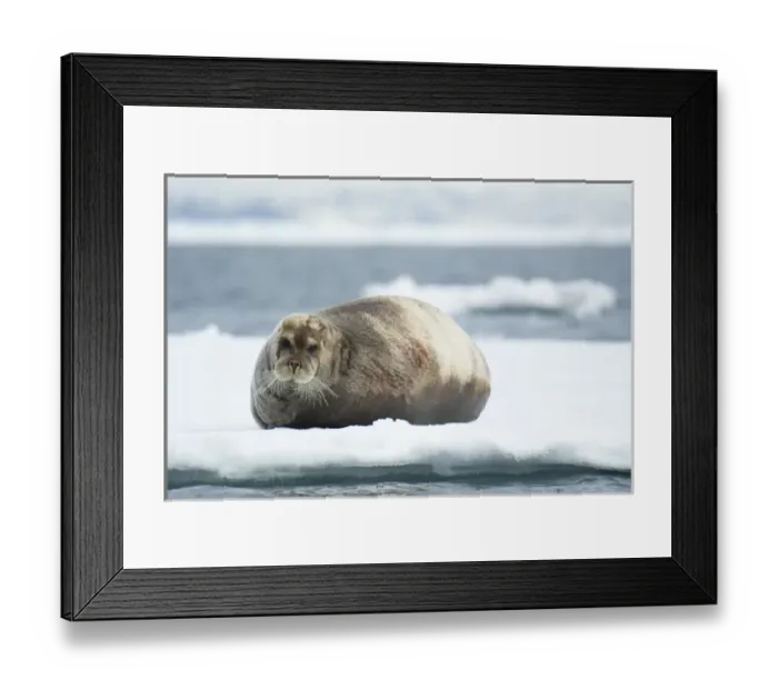 Framed Print : Norway. Svalbard. Spitsbergen. Alkefjellet Framed Print : Norway. Svalbard. Spitsbergen. Alkefjellet