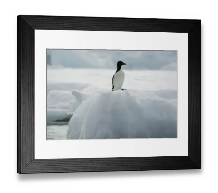 Framed Print : Norway. Svalbard. Spitsbergen. Alkefjellet Framed Print : Norway. Svalbard. Spitsbergen. Alkefjellet