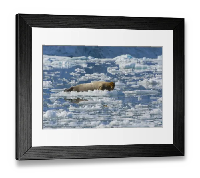 Framed Print : Norway. Svalbard. Hornsund. Burgerbutka. Bearded seal (Erignathus barbatus) resting Framed Print : Norway. Svalbard. Hornsund. Burgerbutka. Bearded seal (Erignathus barbatus) resting