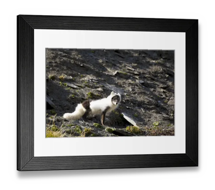 Framed Print : Norway. Svalbard. Barentsoya. Freemansundet Framed Print : Norway. Svalbard. Barentsoya. Freemansundet