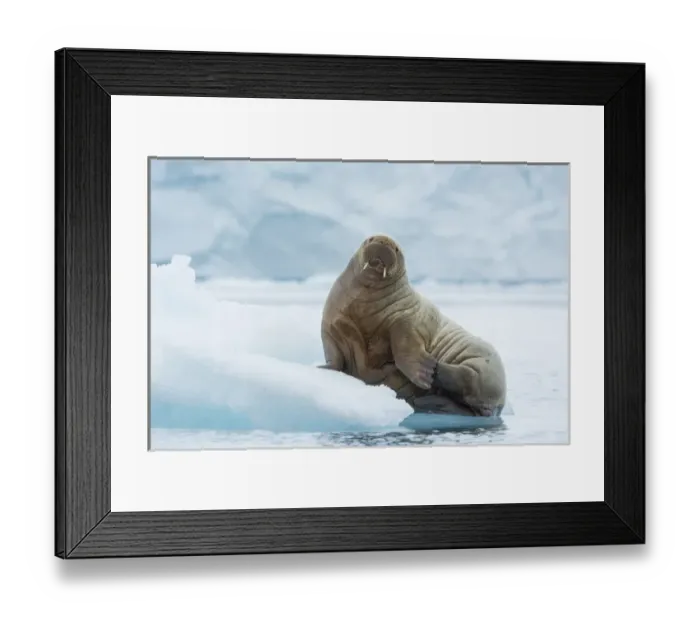 Framed Print : Norway. Svalbard. Nordaustlandet Island. Brasvelbreen Framed Print : Norway. Svalbard. Nordaustlandet Island. Brasvelbreen