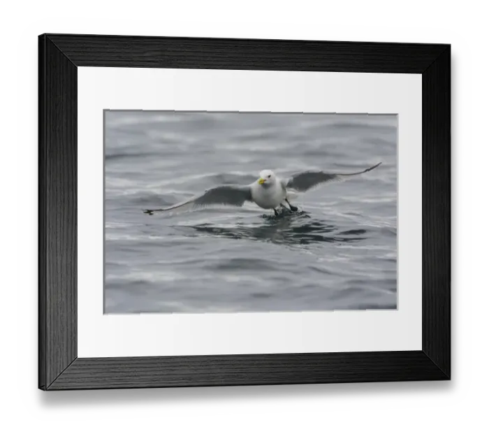 Framed Print : Norway. Svalbard. Kiepertoya Island. Black-legged kittiwake (Rissa tridactyla) in flight Framed Print : Norway. Svalbard. Kiepertoya Island. Black-legged kittiwake (Rissa tridactyla) in flight