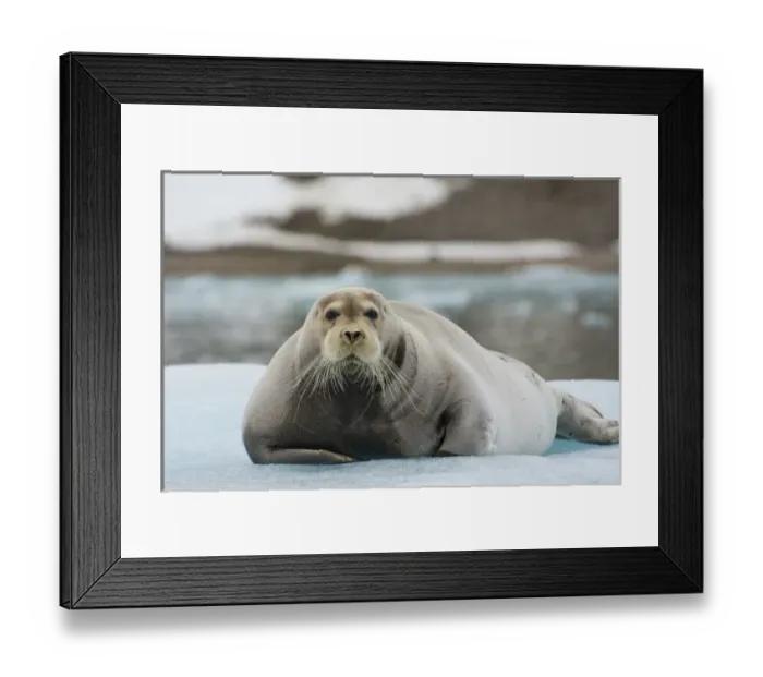 Framed Print : Norway. Svalbard. Krossfjord. 14th of July glacier