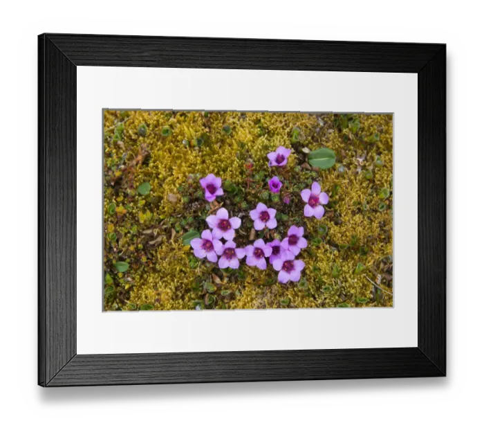 Framed Print : Norway. Svalbard. Bellsund. Varsolbukta. Camp Millar Framed Print : Norway. Svalbard. Bellsund. Varsolbukta. Camp Millar