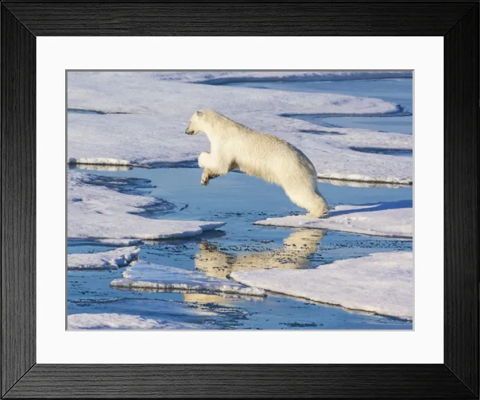 Framed Print : Svalbard, Norway. Polar Bear jumps across ice sheets