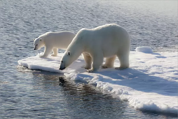Svalbard. Mother and child Polar Bears