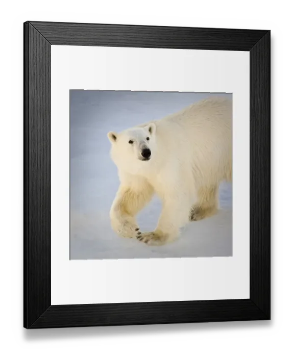 Framed Print : Svalbard, Norway. Close-up of a Polar Bear walking Framed Print : Svalbard, Norway. Close-up of a Polar Bear walking