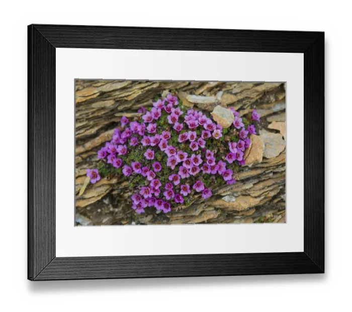 Framed Print : Norway. Svalbard. Bellsund. Varsolbukta. Camp Millar Framed Print : Norway. Svalbard. Bellsund. Varsolbukta. Camp Millar