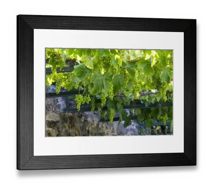 Framed Print : Europe, Portugal, Douro Valley, grapes at a vineyard Framed Print : Europe, Portugal, Douro Valley, grapes at a vineyard