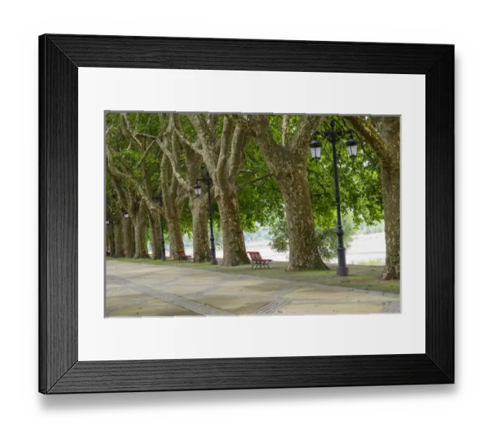 Framed Print : Portugal, Ponte de Lima. Oldest city in Portugal. Tree lined walk along the Lima River