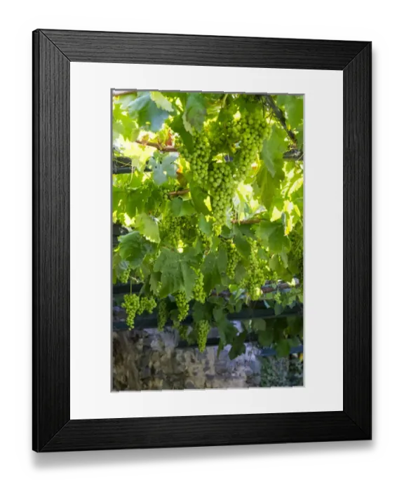 Framed Print : Europe, Portugal, Douro Valley, grapes at a vineyard Framed Print : Europe, Portugal, Douro Valley, grapes at a vineyard