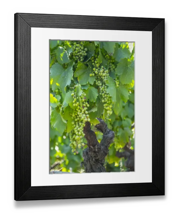 Framed Print : Europe, Portugal, Douro Valley, Douro River, Wine grapes in Porto, a region that runs Framed Print : Europe, Portugal, Douro Valley, Douro River, Wine grapes in Porto, a region that runs