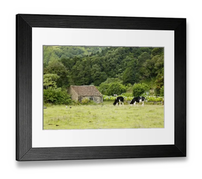 Framed Print : Europe, Portugal, Azores. Cows on Farm in the Azores Framed Print : Europe, Portugal, Azores. Cows on Farm in the Azores
