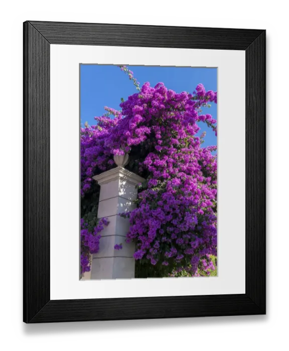 Framed Print : Europe, Portugal, Pinhao, Bouganvillea Framed Print : Europe, Portugal, Pinhao, Bouganvillea