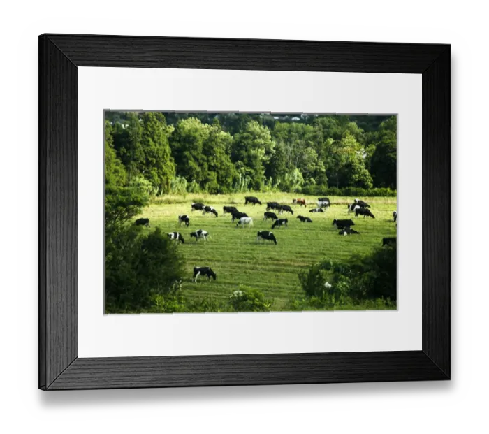 Framed Print : Europe, Portugal, Azores. Cows and pastural landscape of Ponta Delgada, Azores