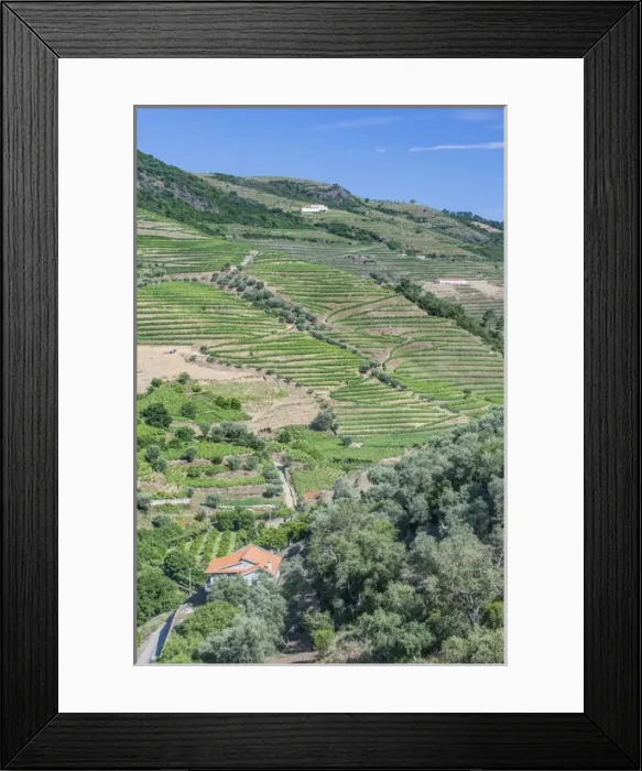 Framed Print : Portugal, Douro Valley, Hillside Vineyards Framed Print : Portugal, Douro Valley, Hillside Vineyards