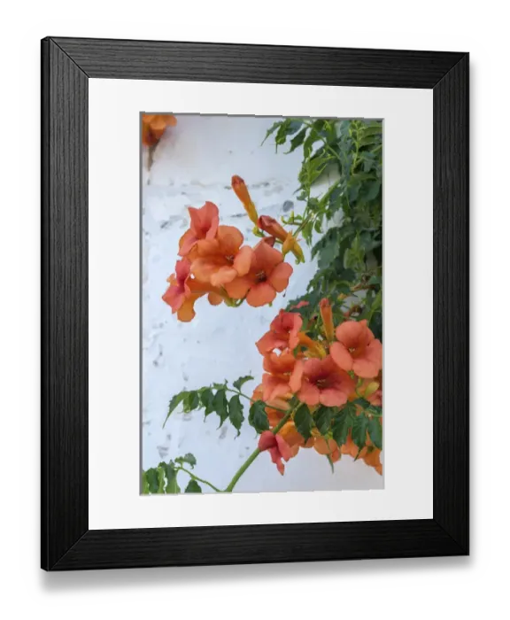 Framed Print : Europe, Portugal, Obidos, orange trumpet creeper Framed Print : Europe, Portugal, Obidos, orange trumpet creeper
