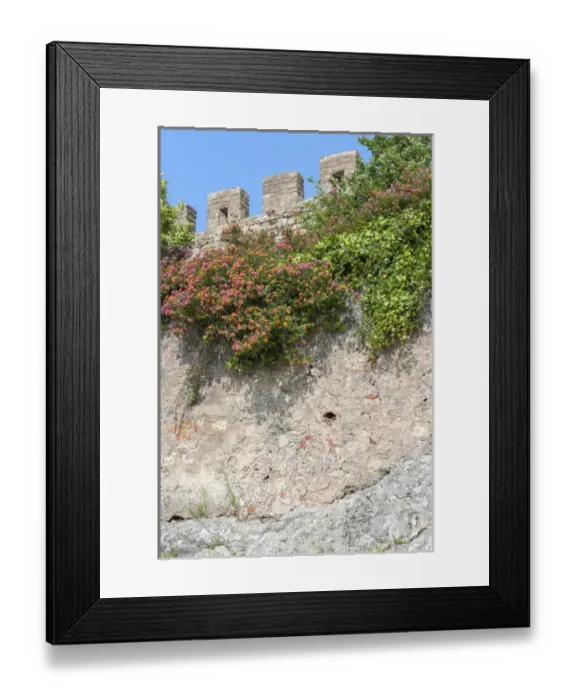 Framed Print : Europe, Portugal, Obidos, flowering plant and vine on battlement wall Framed Print : Europe, Portugal, Obidos, flowering plant and vine on battlement wall