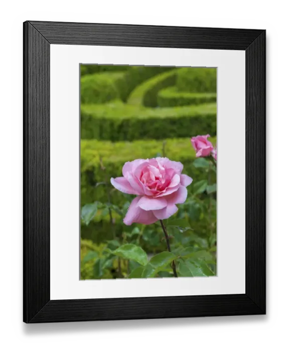 Framed Print : Europe, Portugal, Vila Real, Palace of Mateus, rose in formal garden Framed Print : Europe, Portugal, Vila Real, Palace of Mateus, rose in formal garden