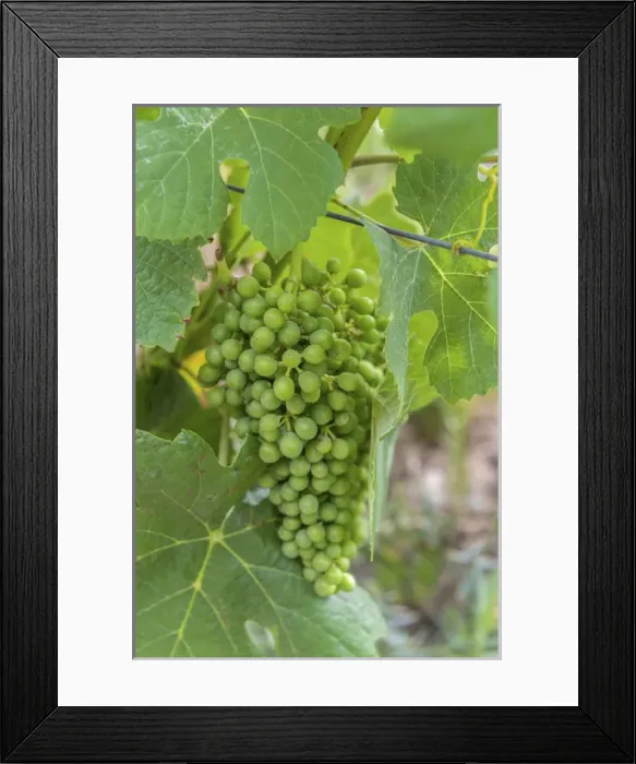 Framed Print : Europe, Portugal, Valenca do Douro, port wine grapes at Sandeman vineyard