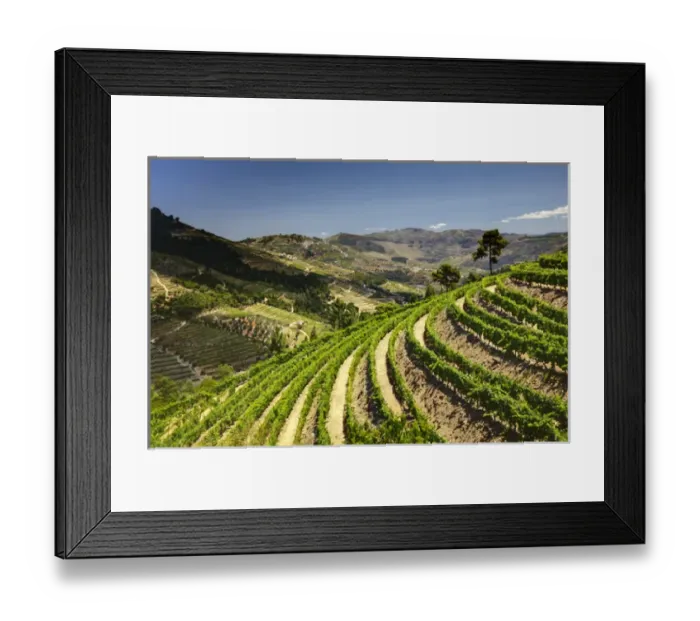 Framed Print : Europe; Portugal; Duoro Valley; Terraced Vineyards linning the hills of the Duoro Valley Framed Print : Europe; Portugal; Duoro Valley; Terraced Vineyards linning the hills of the Duoro Valley