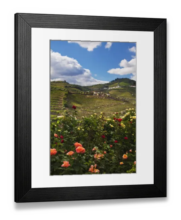Framed Print : Europe; Portugal; Duoro Valley; Terraced Vineyards linning the hills of the Duoro Valley Framed Print : Europe; Portugal; Duoro Valley; Terraced Vineyards linning the hills of the Duoro Valley