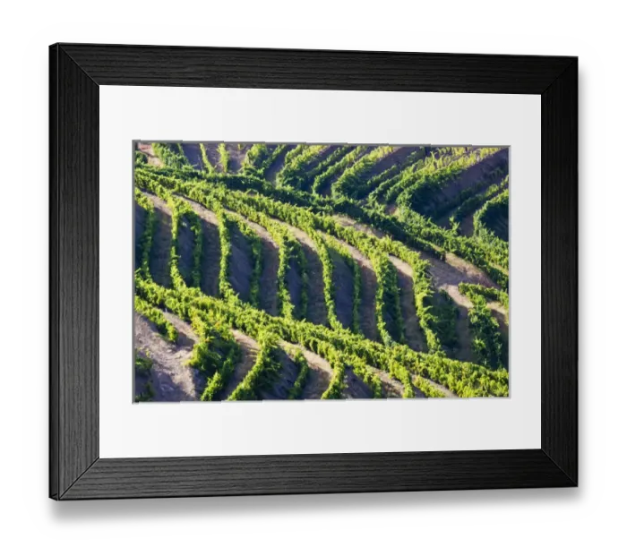 Framed Print : Europe; Portugal; Duoro Valley; Terraced Vineyards linning the hills of the Duoro Valley Framed Print : Europe; Portugal; Duoro Valley; Terraced Vineyards linning the hills of the Duoro Valley