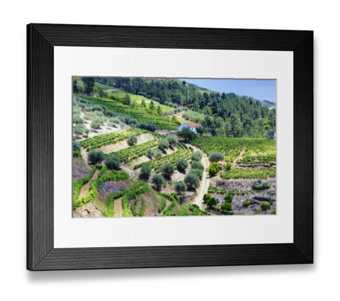 Framed Print : Europe; Portugal; Duoro Valley; Terraced Vineyards linning the hills of the Duoro Valley Framed Print : Europe; Portugal; Duoro Valley; Terraced Vineyards linning the hills of the Duoro Valley