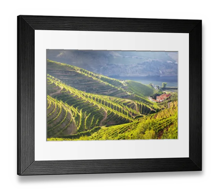 Framed Print : Europe; Portugal; Duoro Valley; Terraced Vineyards linning the hills of the Duoro Valley