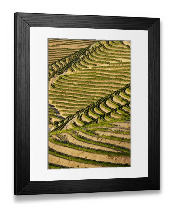 Framed Print : Europe; Portugal; Duoro Valley; Terraced Vineyards linning the hills of the Duoro Valley
