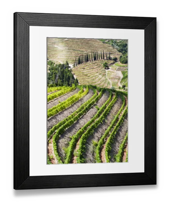 Framed Print : Europe; Portugal; Duoro Valley; Terraced Vineyards linning the hills of the Duoro Valley Framed Print : Europe; Portugal; Duoro Valley; Terraced Vineyards linning the hills of the Duoro Valley